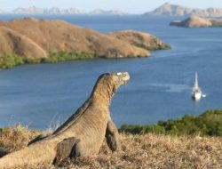 Peran Serta Masyarakat Dalam Pendanaan Konservasi Komodo Flores Yang Berkelanjutan Sangat Penting