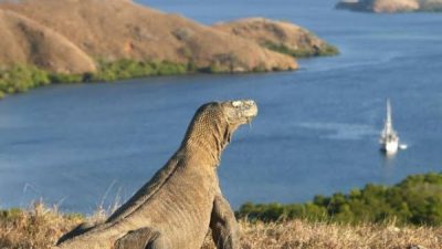 images 28