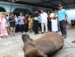 Idul Adha 2025 di Kota Kupang: 765 Hewan Kurban Disembelih, K2S dan Keluarga Jawa sumbang 122 ekor
