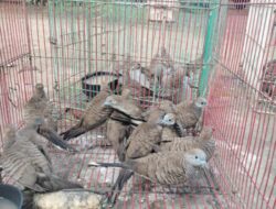 Tim Gabungan BBKSDA Gagalkan Pengangkutan Satwa Liar Tanpa Dokumen di Pelabuhan Lorens Say Maumere