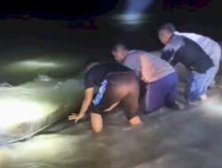 Evakuasi Paus Pilot Terjebak di Perairan Dangkal Rote Ndao, Enam Ekor Berhasil Diselamatkan