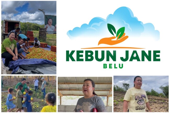 Melawan Ketergantungan Pangan, Kebun Jane Ubah Wajah Pertanian NTT 1 GridArt 20260402 131922539