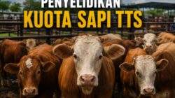Kasus Dugaan Penyimpangan Kuota Sapi di TTS Masih Diselidiki, Polda NTT Fokus Lengkapi Bukti