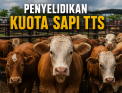 Kasus Dugaan Penyimpangan Kuota Sapi di TTS Masih Diselidiki, Polda NTT Fokus Lengkapi Bukti