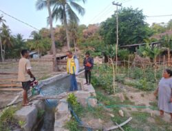 BBWS NT II Tangani Kerusakan Irigasi di Rote Ndao, Puluhan Hektare Sawah Terhindar dari Ancaman gagal panen